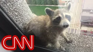 Raccoon climbs 25-story building, goes viral