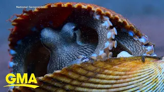 Preview of National Geographic’s show ‘Secrets of the Octopus’