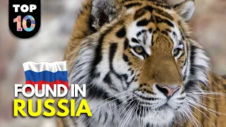10 UNIQUE Animals Found in Russia 🇷🇺