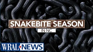 Snakebite season is off to strong start in North Carolina, dozens treated for bites