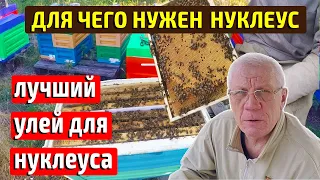 Отводки пчел Годовой цикл с отводками пчел Нуклеус для пчел