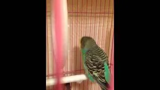 Гоша-мальчик, говорящий попугайчик) (Gosha the Talking Parrot)
