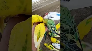 cute parrot🐦 #parrot #birds  #funny  #shorts #youtubeshorts #funnyvideo #viral #viralvideo(1)