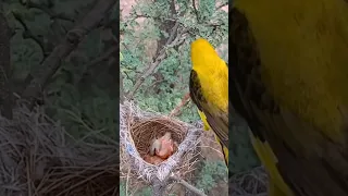 The Eurasian golden oriole bird will take a dead baby (P 1) #shorts