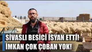 Bu Şartlara Sivas'ta Çoban Bulamıyor: 42 Bin TL Maaş, Sigorta, Ev, Karavan / AGRO TV HABER