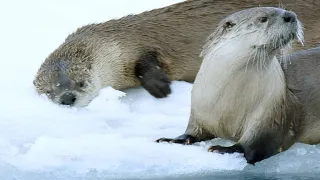 A River Otter Family Is Forced to Find New Fishing Spots