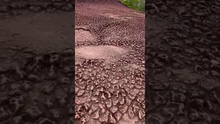 Snake Scales In Naka Cave Of Thailand