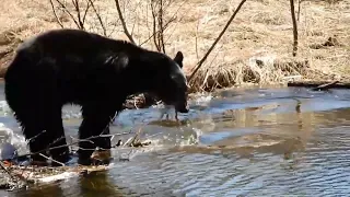 Saskatchewan Black Bear - Fishing - Rod Young Photography