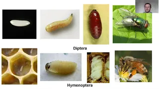 Clase n° 1 Práctico: Metamorfosis