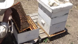 пчеловодство.осмотр семей через 6 дней и установка магазина 19/ 05 /2017