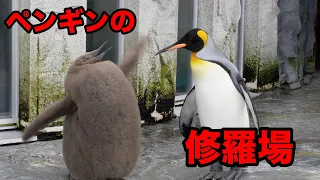 修羅場！！ペンギンの喧嘩！！