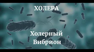 Холера - Холерный Вибрион: Морфология Эпидемиология Патогенез Диагностика и Профилактика Вакцинация