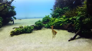 Altum angelfish at Florestas Submersas, Oceanário de Lisboa  by Takashi Amano