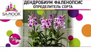 Орхидея ДЕНДРОБИУМ ФАЛЕНОПСИС | ОПРЕДЕЛИТЕЛЬ СОРТА | Orchid Dendrobium Phalaenopsis. SA NOOK