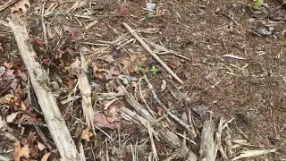 Surprising bonus to trail making with forest mulcher