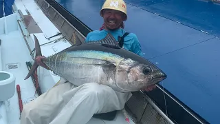 カツオ一本釣り船ダルマ　メバチマグロ　キハダマグロ　ビンチョウマグロ