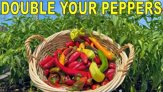 This Pepper Fertilizing Technique Will DOUBLE Your Pepper Harvest!