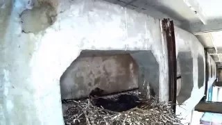 Гнездо ворона 1
