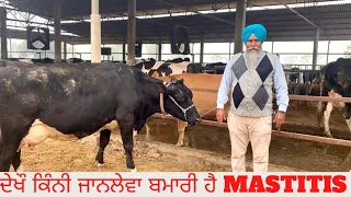 HOW DANGEROUS IS MASTITIS  FOR FARMERS |AULAKH DAIRY FARM | RAMPURA PHUL | BATHINDA | PUNJAB |