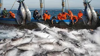 Wow!! Net Fishing Tuna, Giant Bluefin Tuna, Catch Hundred Tons Tuna Fish On Modern Boats #02