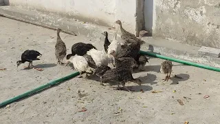 Turkey Bird   chicks Available for sale Age 1month 03003611939