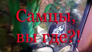 Самцы, вы где? Размножение самки сапфирового попугая без самца своего вида