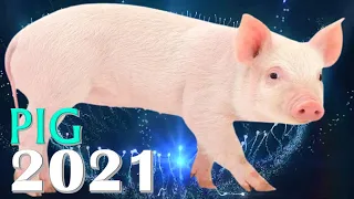 Pig Horoscope 2021 | Born 1935, 1947, 1959, 1971, 1983, 1995, 2007, 2019