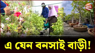 বনসাই রাজ্যে বাস করছে প্রায় ৫০০ প্রজাতির বামনবৃক্ষ! | Bonsai Tree | Narayanganj | Channel 24