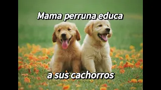 PROCESO y QUE HACEN LAS MADRES PARA CRIAR A SUS CACHORROS 🐶🐕