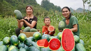Harvesting watermelons, selling at the market to make money, everyday life on the farm