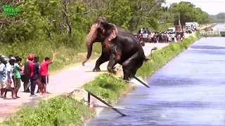 Faith in Humanity restored. An elephant stucked by a canal saved by humans