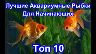 Лучшие Аквариумные Рыбки. Для Начинающих. Топ 10.