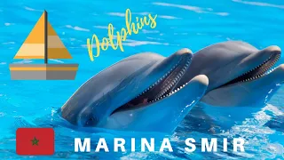 Amazing Wild Dolphins doing Spinner Jumpings | Marina Smir ☆ Mdiq MOROCCO | Funny Video