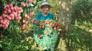 Harvest lychees and bring them to the central market sell - Green forest life, farm garden