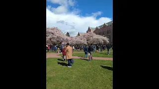 ワシントン大学(UW)の桜を見に行ってきました！I went to see the cherry blossoms at the University of Washington (UW)✨