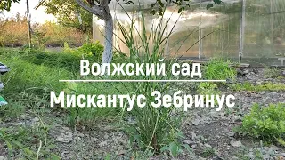 Чудо в саду! Зацвёл мискантус Zebrinus в Саратове! Делюсь опытом.