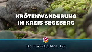 Krötenwanderung beginnt: Amphibien-Retter im Einsatz