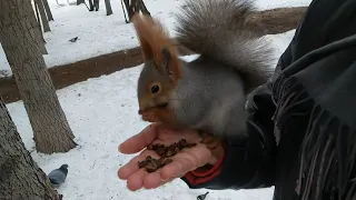 Покормила милую белочку | I fed the cute squirrel #squirrel