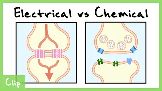 Electrical vs Chemical Synapse Explained (Gap Junctions) | Clip