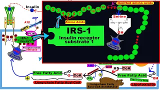 INSULIN RESISTANCE in obesity- Mechanisms [Part 1]; Bioactive Lipids