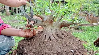 angkat ground bonsai Loa Bogel #shorts #bonsailoa #bonsai #real