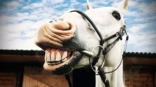 Смешные Лошади ★ Приколы с Лошадьми 2015 (HD) [Funny Pet Media]