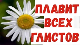 ПЛАВИТ всех  паразитов в организме. НИКТО даже НЕ догадывается о мощных свойствах РОМАШКИ