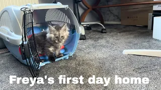 Sweet Freya's Adorable Homecoming: Meet Our Maine Coon Kitten!