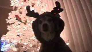 Skippy The Reindeer Beagle (Widescreen Edition)