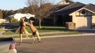 Watch: Dramatic kangaroo fight unfolds on suburban Australia street