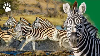 Zèbre en danger : Une course pour la vie - Botswana - Documentaire Animalier - HD - AMP