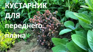 ПОСАДИТЕ НА ПЕРЕДНИЙ ПЛАН  ЭТОТ ЧУДЕСНЫЙ КУСТАРНИК!!!   ЛИТЛ ДЖОКЕР