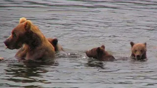 Mother Bear Leaves Exhausted Cubs to Drown, but Watch What Happens Then