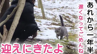 【野良猫保護】あの日から一年半、やっと迎えに来れたよ